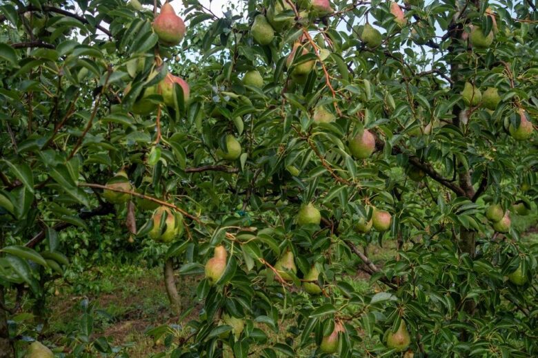 Pere italiane pronte per l'export